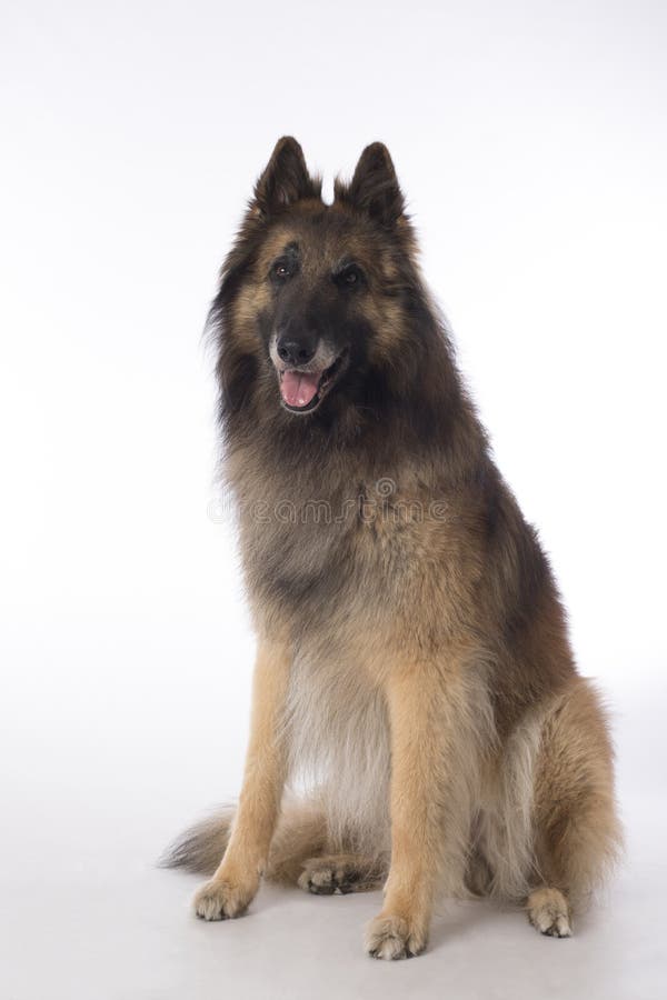 Dog, Belgian Shepherd Tervuren, Sitting On White Studio Background ...