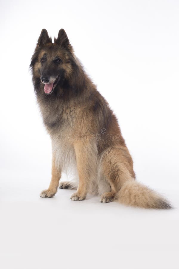 Dog, Belgian Shepherd Tervuren, Sitting On White Studio Background ...