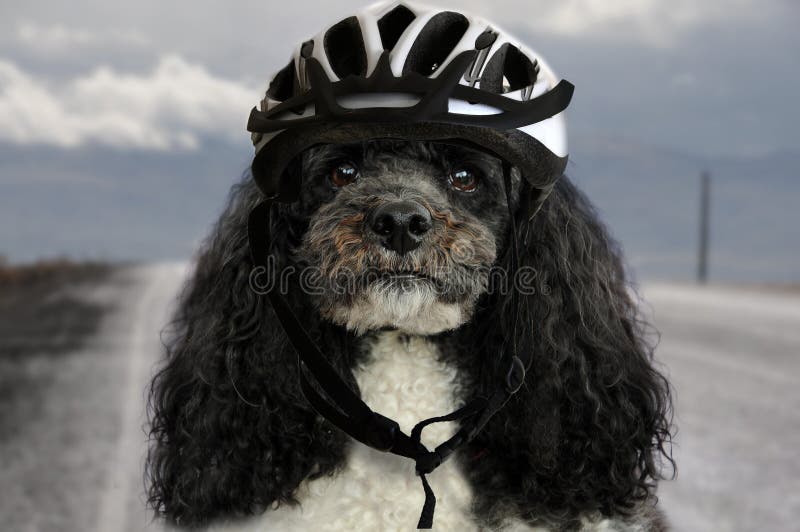 dog bicycle helmet