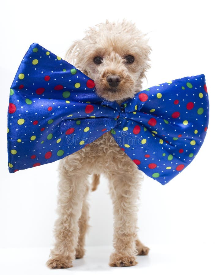 Dog in Big Bow Tie stock photo. Image of party, white 18397702