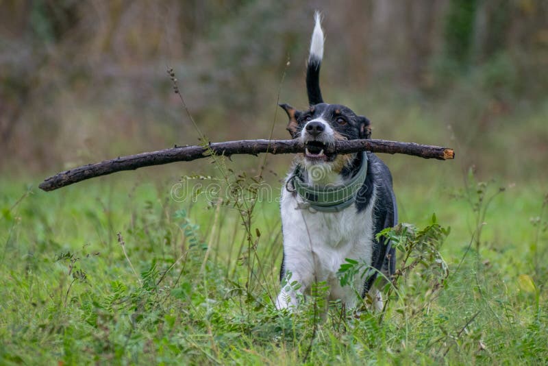 Dog with Big Stick in the Beautiful Forest Stock Image Image of
