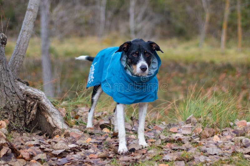 Dog with Big Stick in the Forest Stock Photo Image of adorable, green