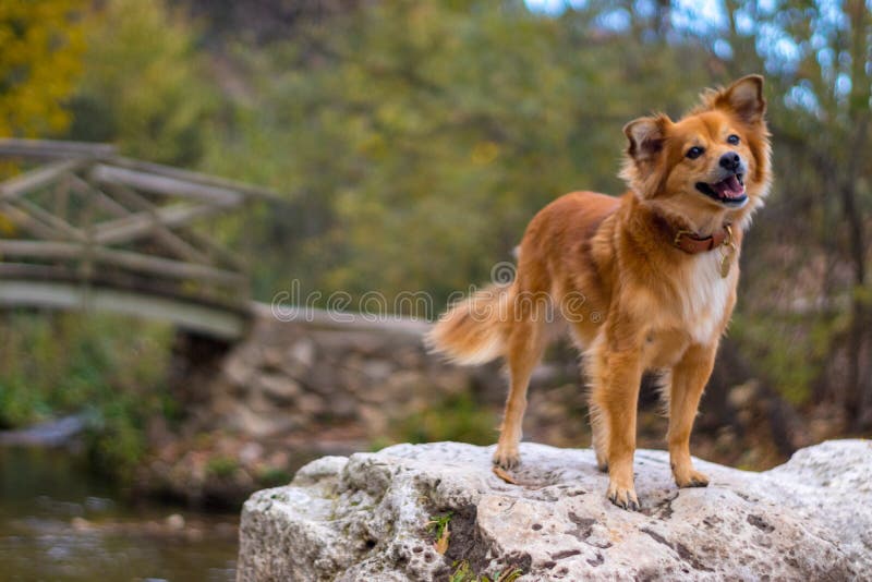 Dog with Big Stick in the Forest Stock Photo Image of nature, friend