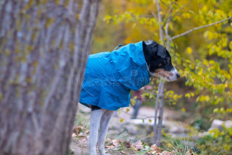 Dog with Big Stick in the Forest Stock Image Image of friend, happy