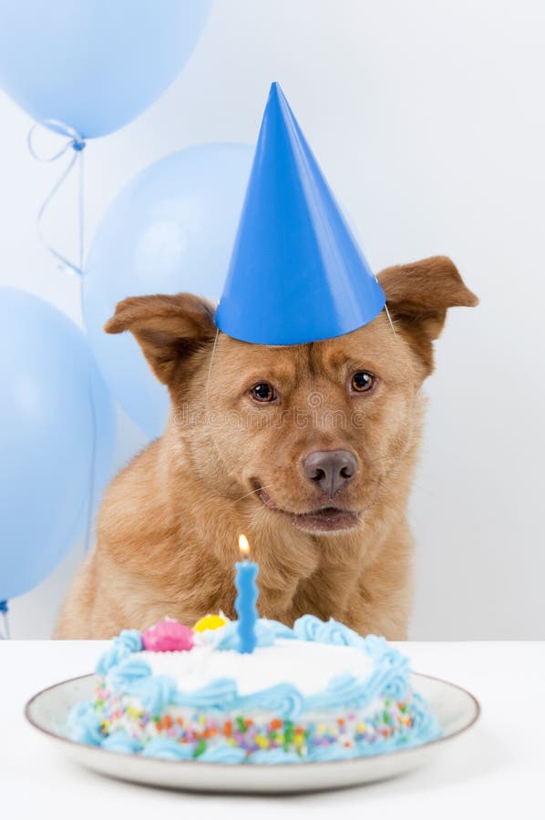 Dog Birthday. Party with cake and balloons stock images Dog Birthday. Party with cake and balloons stock images