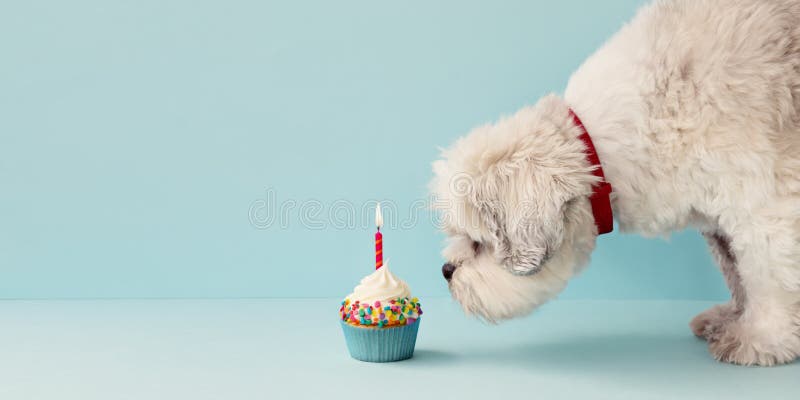 cupcake dog