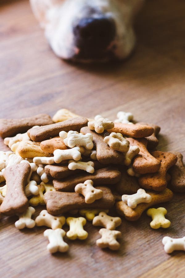 Dog with biscuits stock image. Image of purebred, animals 65579195