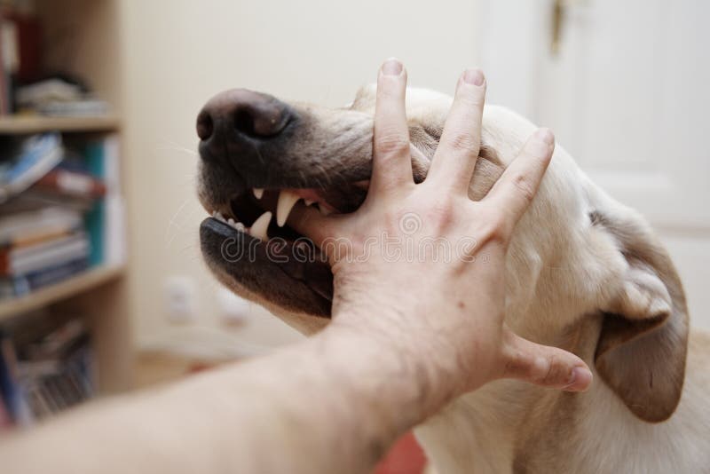 Dog bite