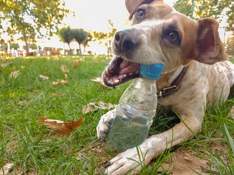 dog bite plastic botlle of water - recycle idea
