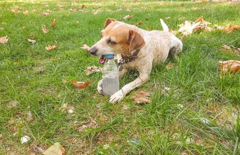 dog bite plastic botlle of water - recycle idea