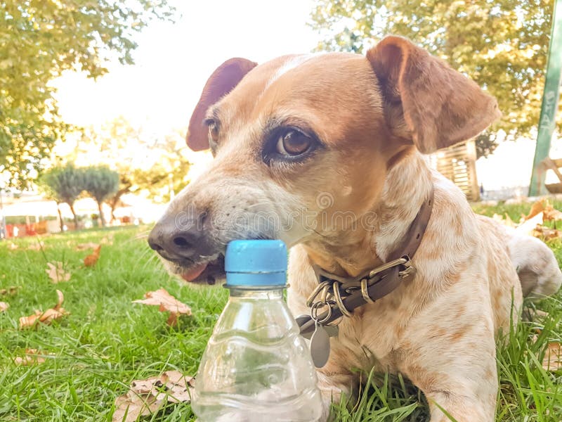 dog bite plastic botlle of water - recycle idea