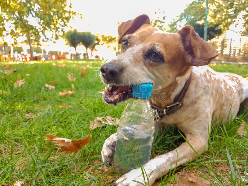 dog bite plastic botlle of water - recycle idea