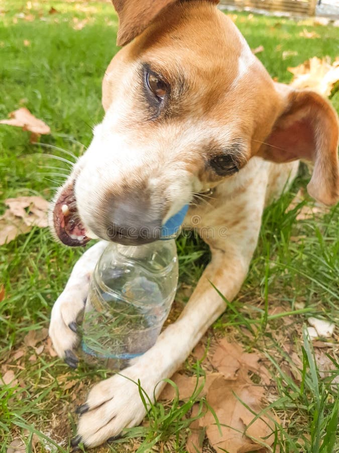 Dog bite plastic botlle of water - recycle idea