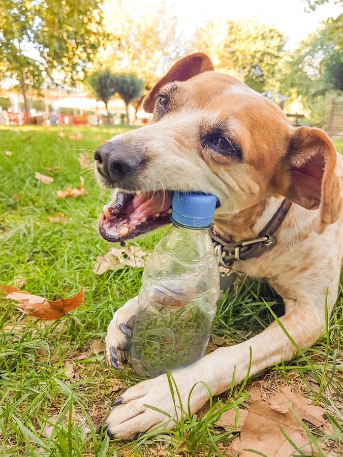 Dog bite plastic botlle of water - recycle idea