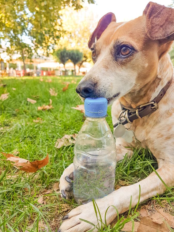 Dog bite plastic botlle of water - recycle idea