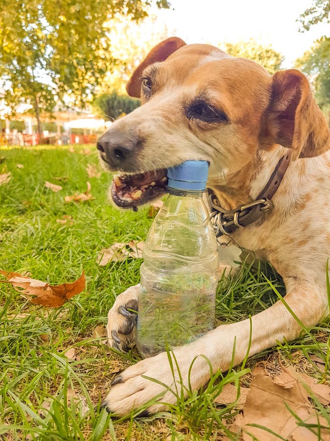 Dog bite plastic botlle of water - recycle idea