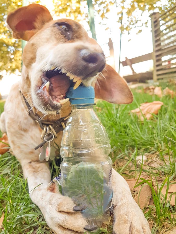 Dog bite plastic botlle of water - recycle idea