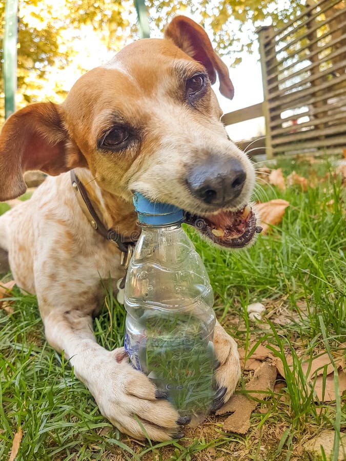 Dog bite plastic botlle of water - recycle idea