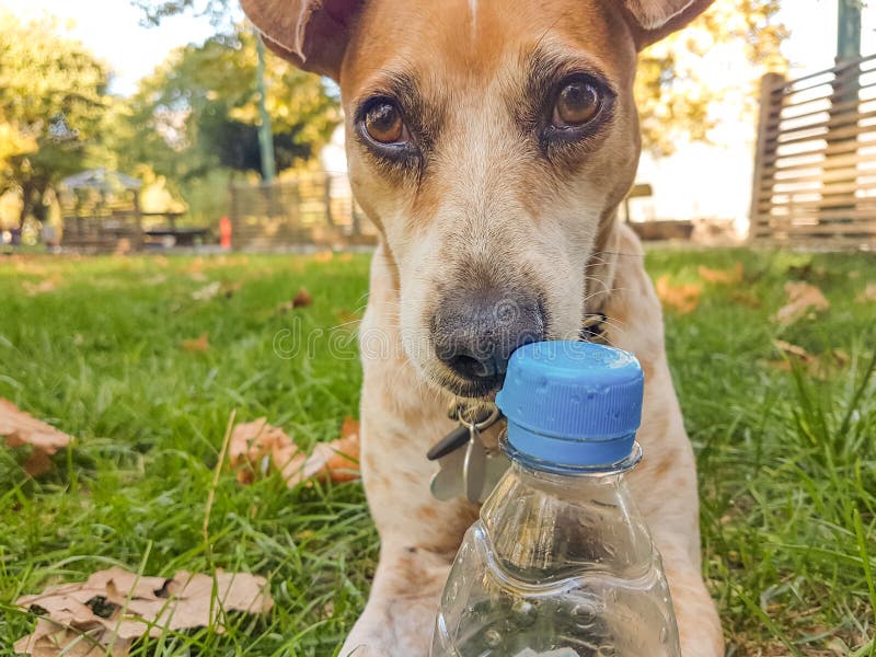 dog bite plastic botlle of water - recycle idea