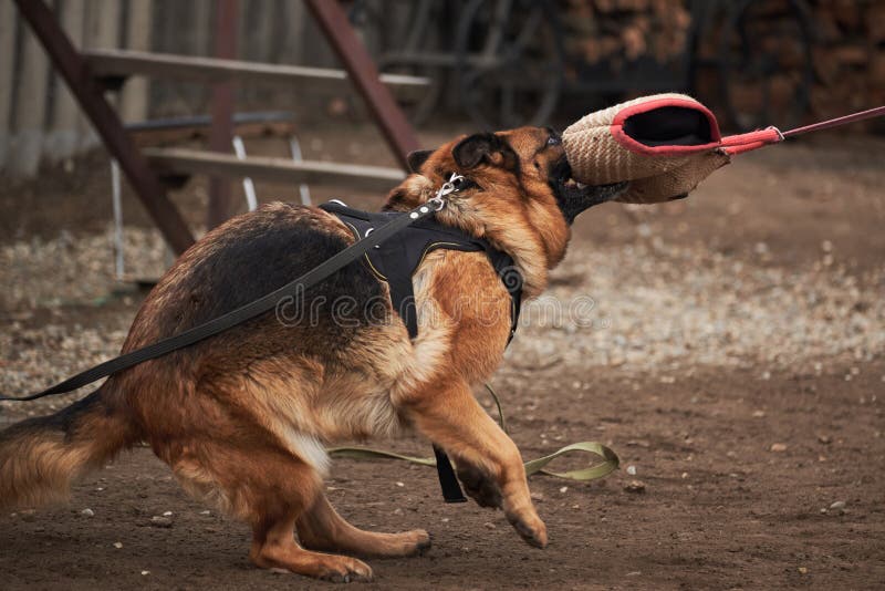 Protective training of German shepherd dog. Shepherd black and red color of working breeding from kennel. Dog bites canine sleeve