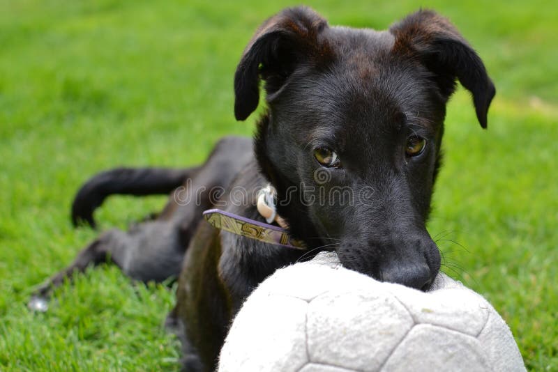 Dog biting a ball stock photo. Image of playing, park 43367054