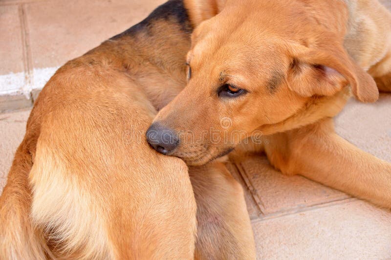 Dog biting tick and fleas