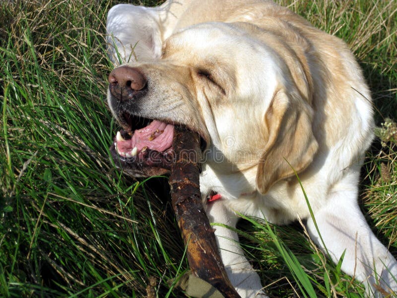 Dog biting wooden stick