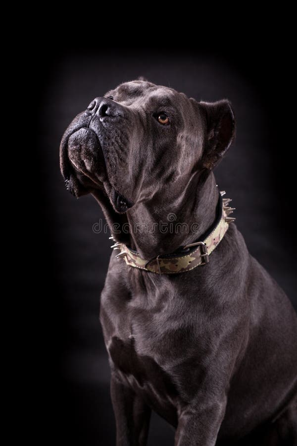 Dog on a black background stock photo. Image of power 139903036