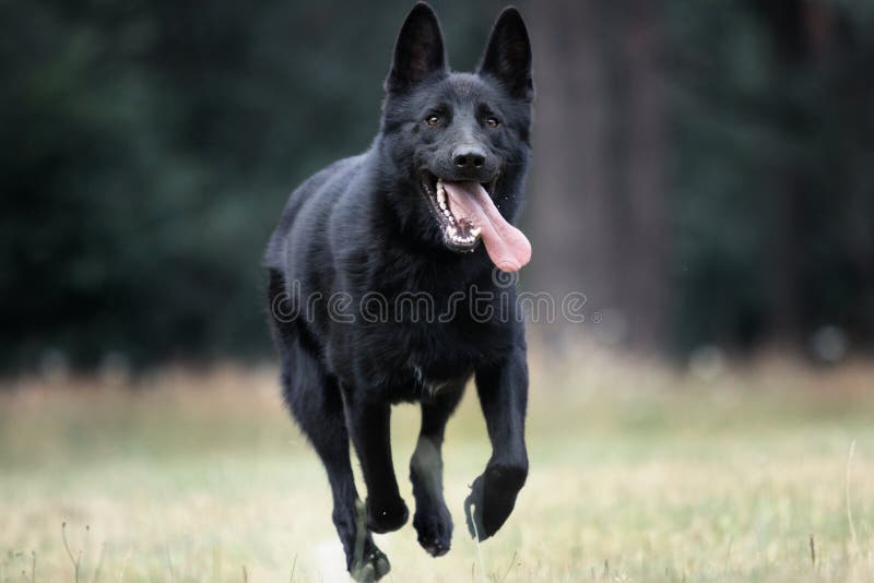 German Shepherd Jumping Stock Photos Download 783 Royalty Free