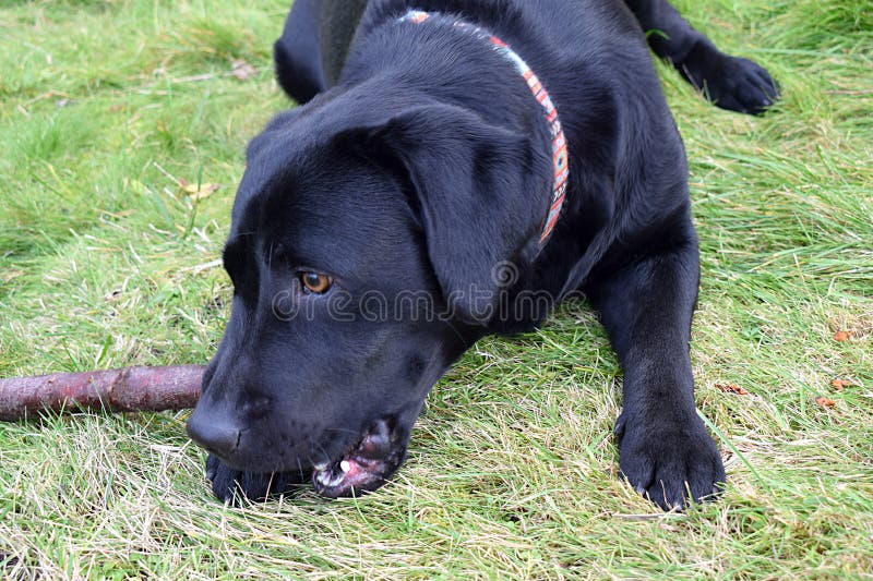Dog Black Labrador Closeup on the Background of the Lawn Stock Image