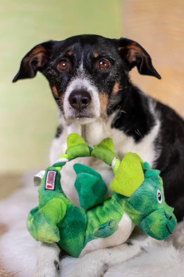 Dog Black and White Posing in Background of Light Colors with Toy