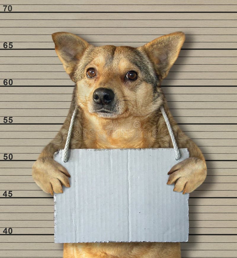 The Beige Cat With A Placard On His Neck That Says Bad Cat Is In The  Prison. Black Lineup Background. Stock Photo, Picture and Royalty Free  Image. Image 139978854.