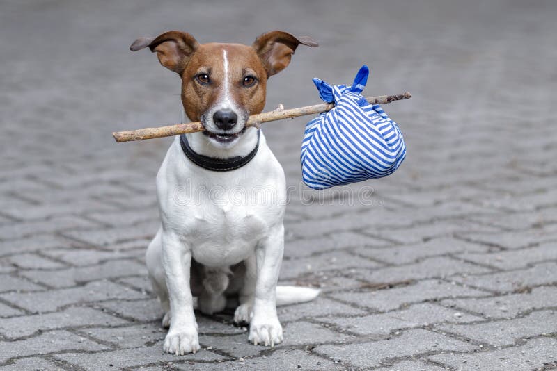 Cane con una borsa blu e il bastone.