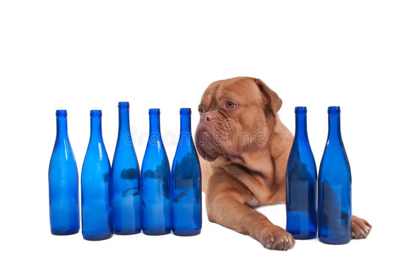 Dog and empty wine bottles stock photo. Image of bizarre 17312306