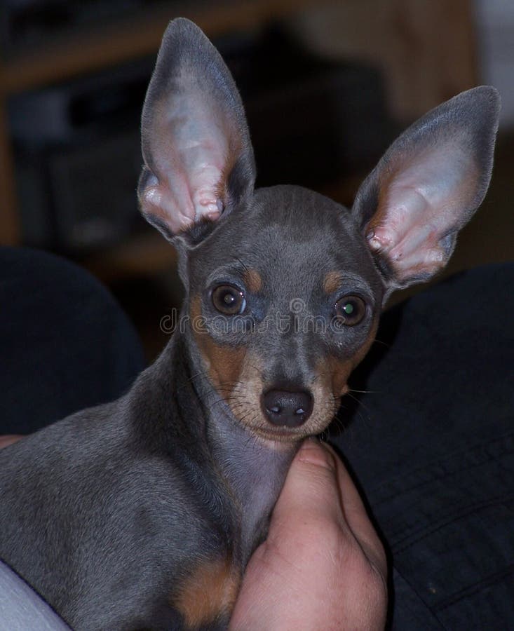 Dog blue and tan with big ears close up. Blue and tan dog, miniature pinscher with big erect ears, on a dark blurry background in vertical format stock photography Dog blue and tan with big ears close up. Blue and tan dog, miniature pinscher with big erect ears, on a dark blurry background in vertical format stock photography