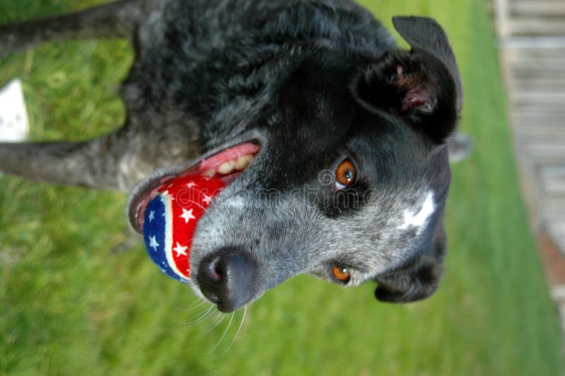 dog blått nötkreatur för bollen red royaltyfria foton dog blått nötkreatur för bollen red royaltyfria foton