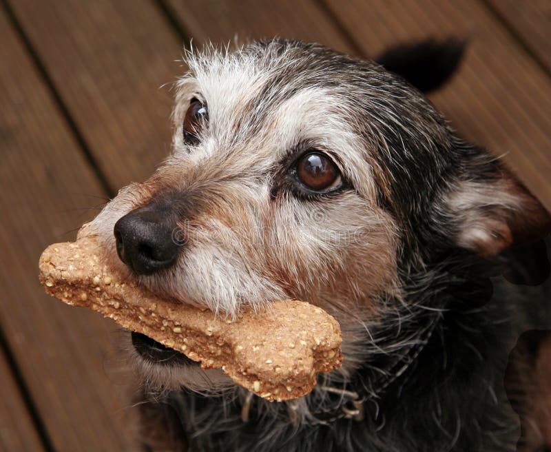 Dog with a bone stock image. Image of companion, faithful 3101305