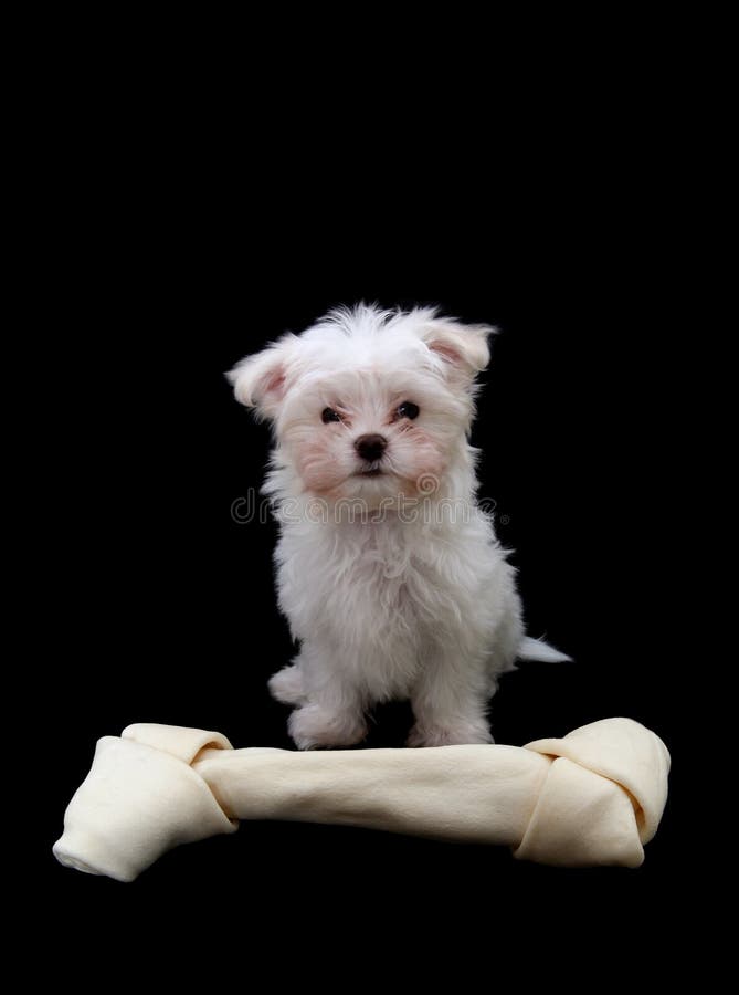 Dog with Bone stock photo. Image of mammal, soft, bone 4311436