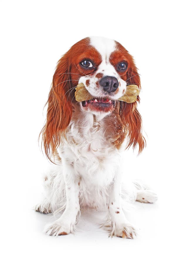 are bones safe for cavalier king charles spaniel puppies