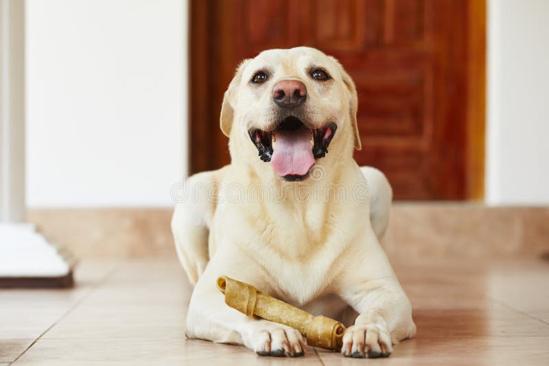 Dog with bone stock image. Image of funny, doggy, care 40569779
