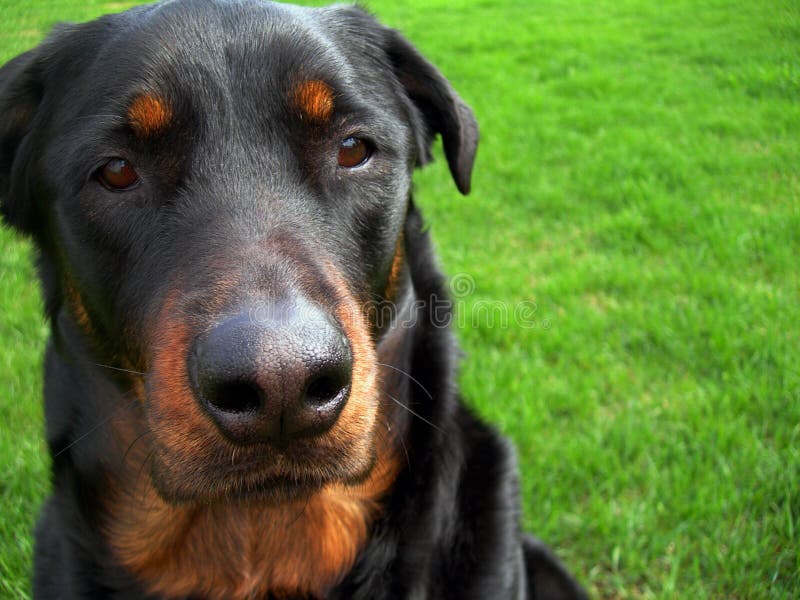 Dog with BooBoo Face