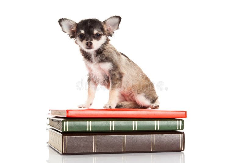 chihuahua books free download