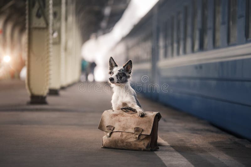 Dog Border collie at the station, meets. Travel with a pet