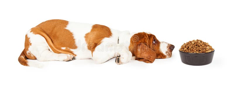 Funny photo of a Basset Hound Dog laying with head down on the floor looking at a bowl of dry kibble food. Funny photo of a Basset Hound Dog laying with head down on the floor looking at a bowl of dry kibble food