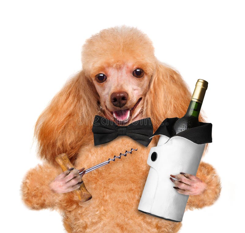 Dog with a bottle of wine stock image. Image of bakery 38942423