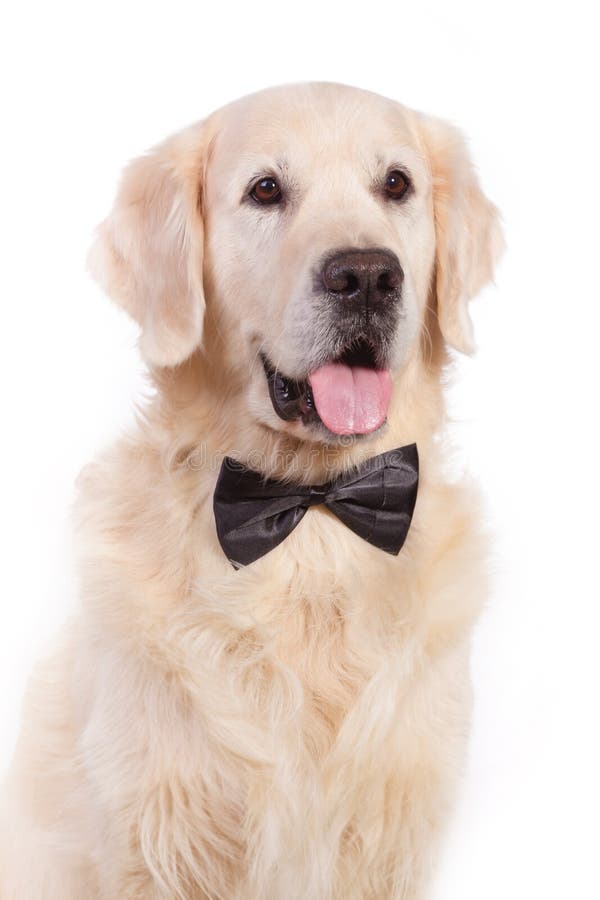 Boxer dog in Bow tie stock photo. Image of head, portrait 18897982