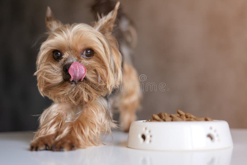 Dog with a Bowl of Food Eating Food Stock Photo Image of animal