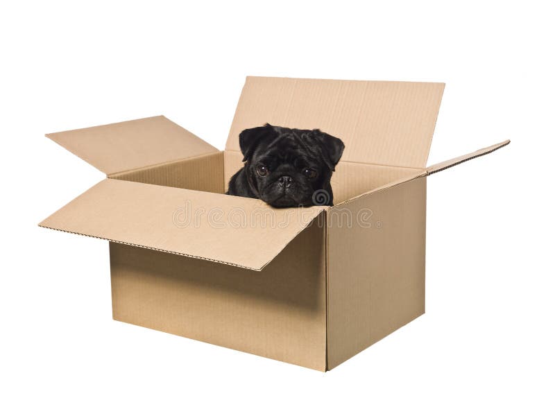 Dog in a box royalty free stock images Dog in a box royalty free stock images