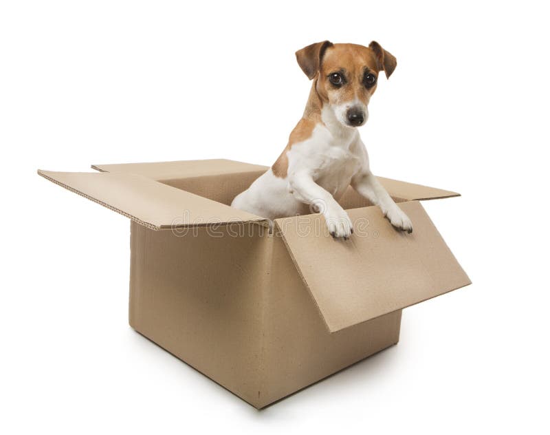 dog with box