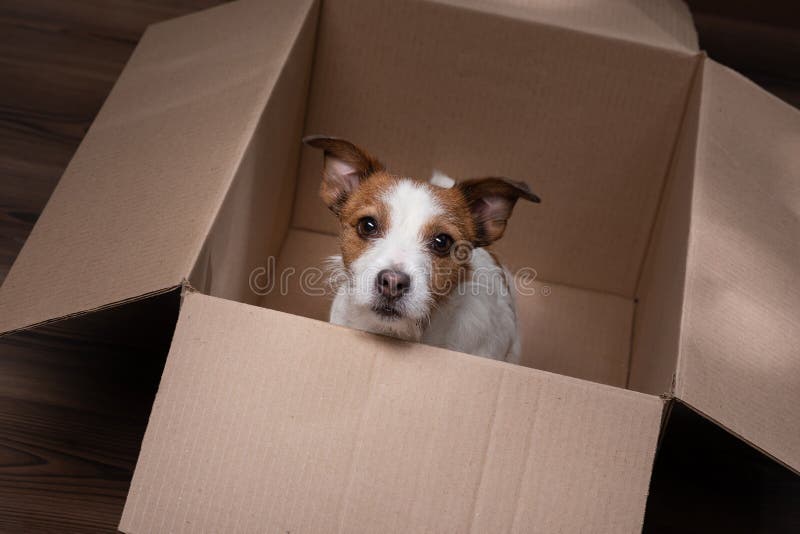 Jack-in-the-Box stock image. Image of jester, ruff, colorful - 18043131